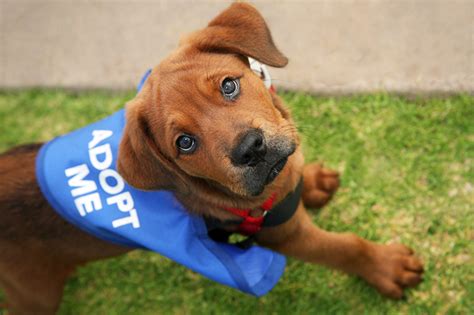 san diego humane society|san diego animal shelter adoptions.